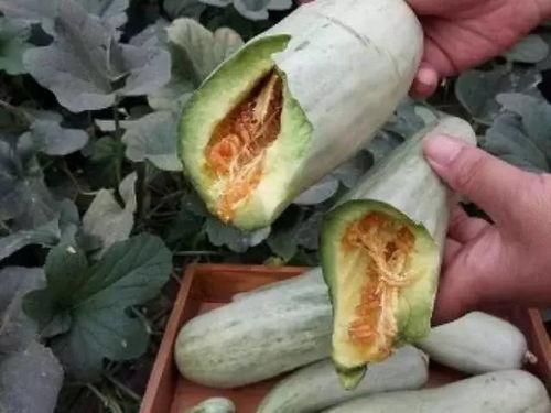 郑燕姿怀孕吃瓜,甜蜜分享孕期生活